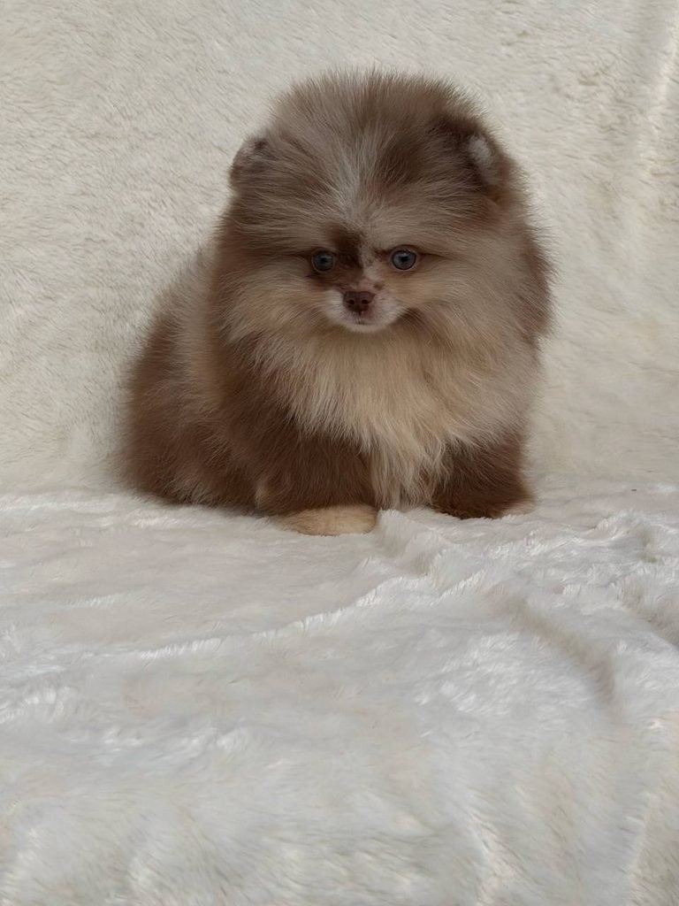 How to Train a Pomeranian Puppy using positive reinforcement at home