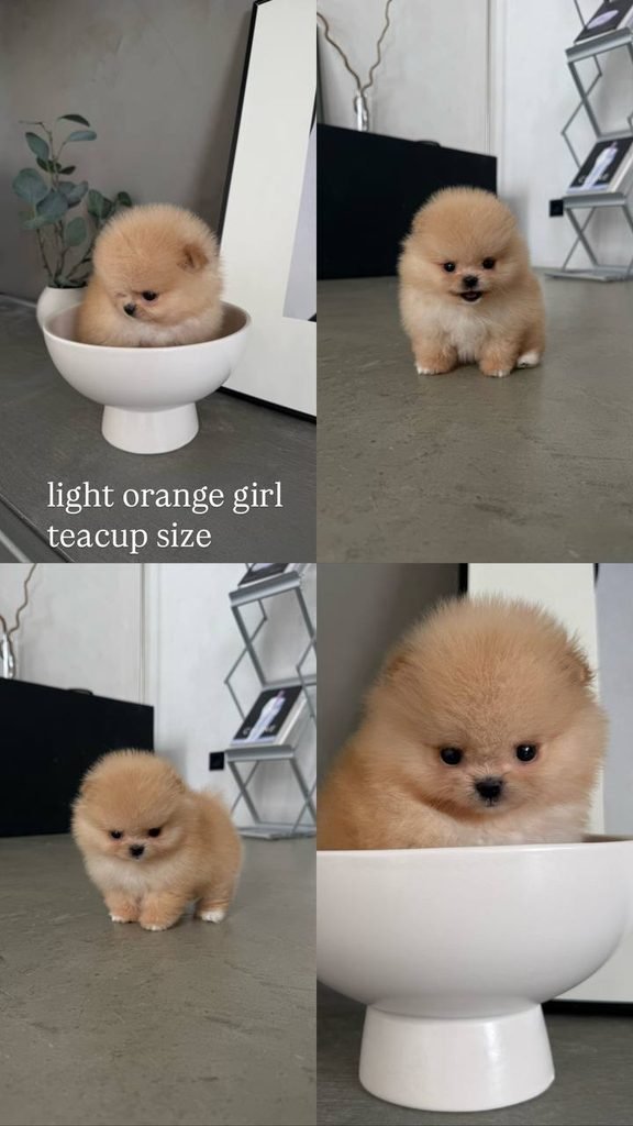 How to Potty Train a Pomeranian Puppy using a consistent potty schedule