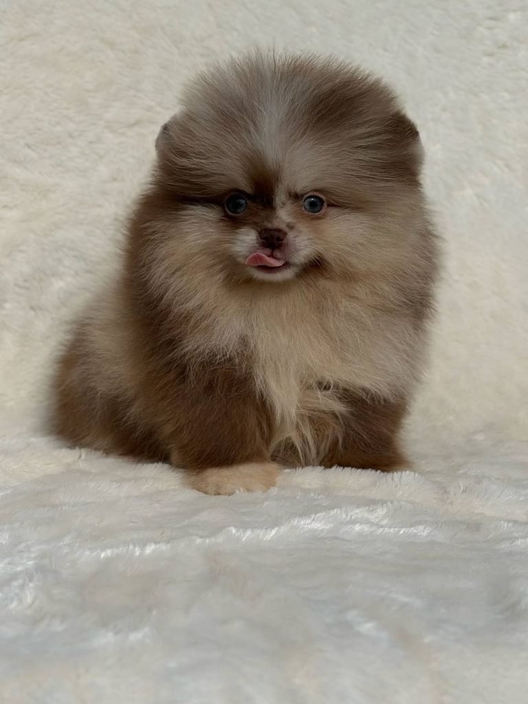 Pomeranian puppy grooming routine with gentle brushing of its fluffy coat