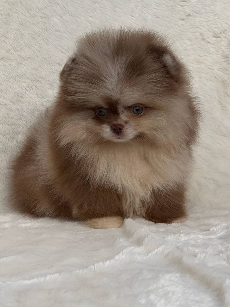How often should you groom a Pomeranian with regular brushing and coat care