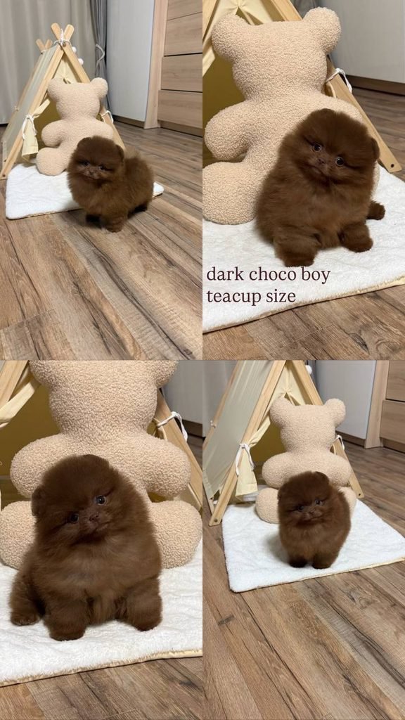 Pomeranian puppy with health records, food, collar, and new puppy supplies