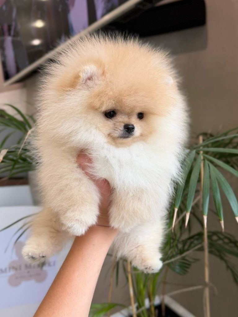 Pomeranian puppy with health documents, puppy food, toys, and care supplies
