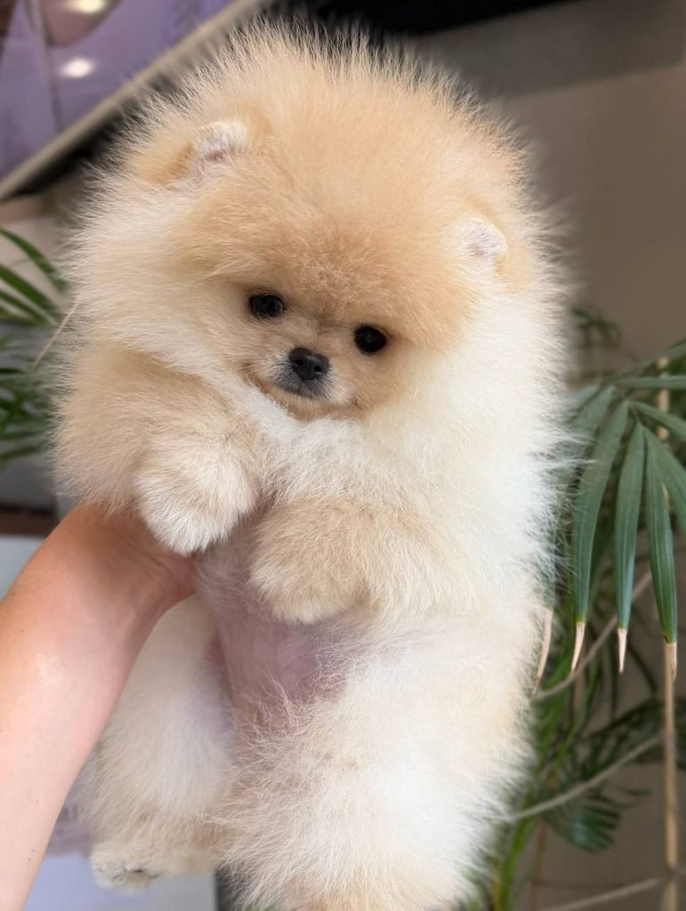 Pomeranian puppy beside veterinary health records and vaccination documents
