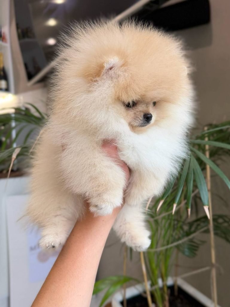 Pomeranian puppy beside vaccination records and veterinary health documents