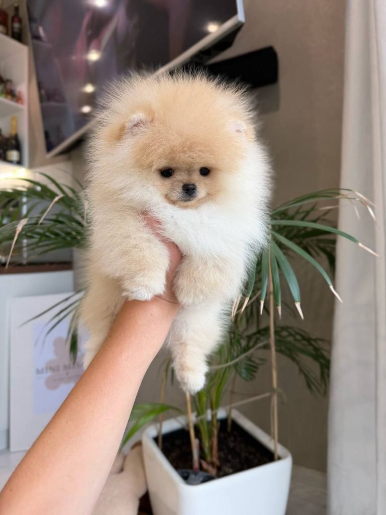 Pomeranian puppy beside veterinary records and health documents