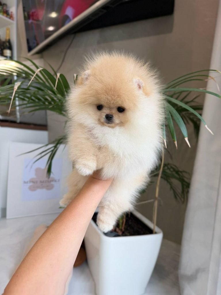 Pomeranian puppy beside an affordable puppy adoption checklist