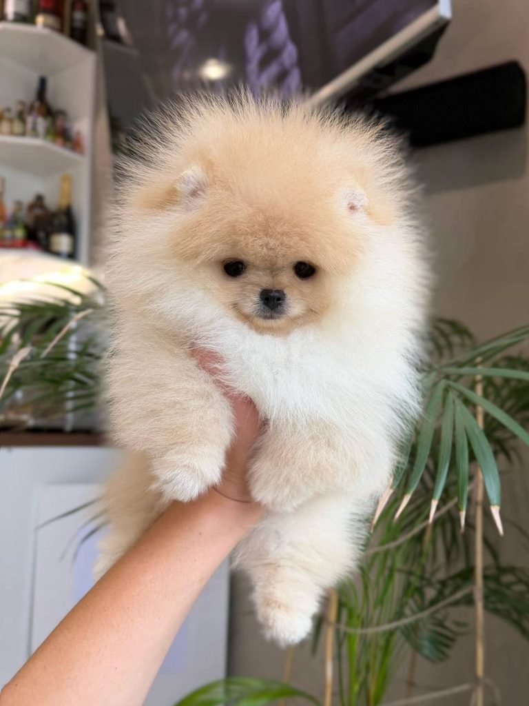 Healthy Pomeranian puppy sitting beside a puppy buyer checklist