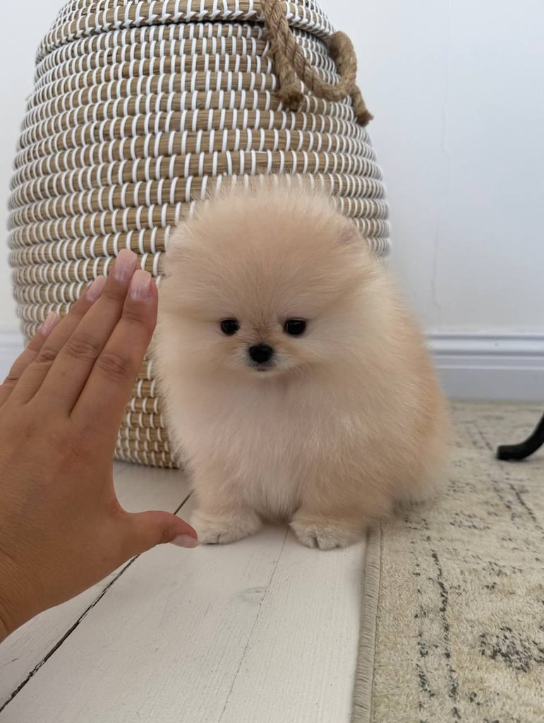 Healthy Pomeranian puppy with a veterinary health checklist