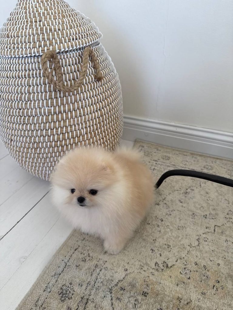 Pomeranian puppy beside a breeder verification and health records checklist