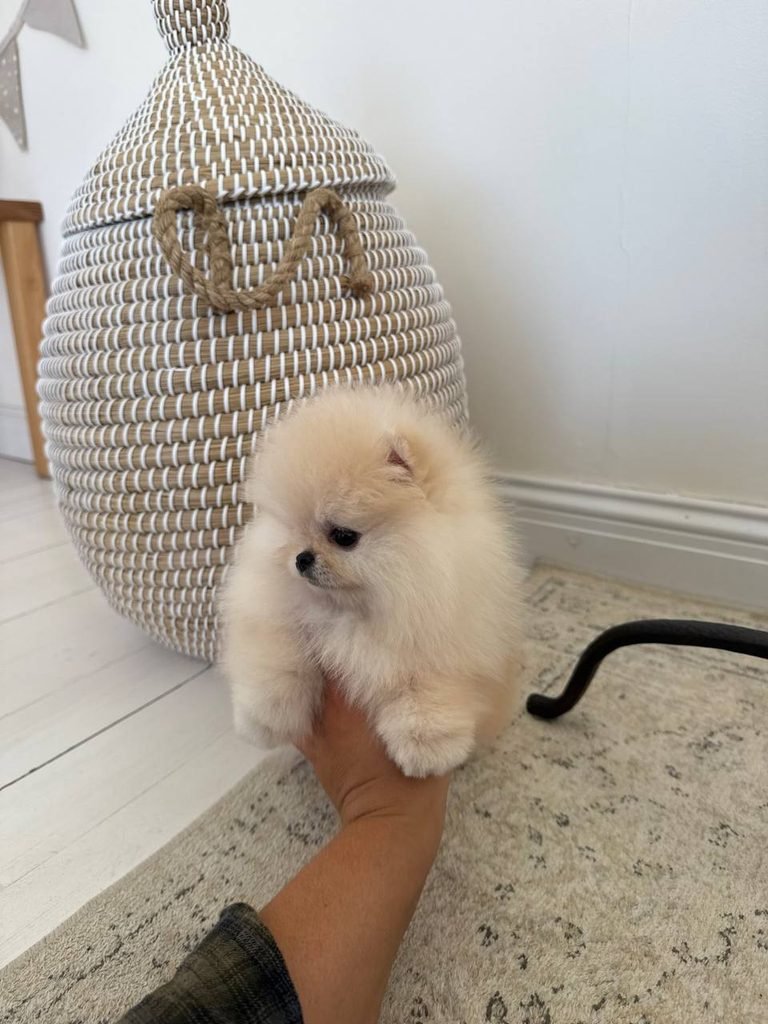 Pomeranian puppy beside a buying checklist and veterinary health records