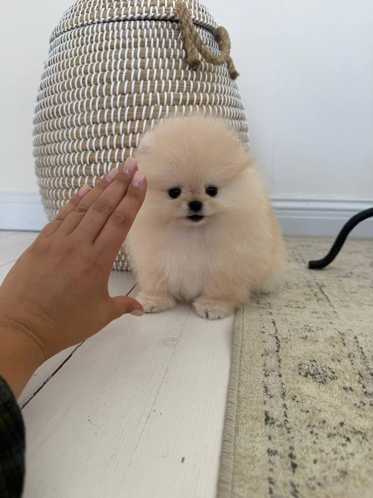 Fluffy orange Pomeranian puppy sitting on grass