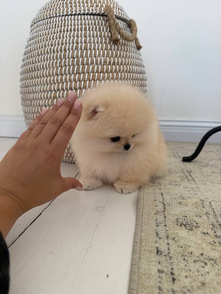 Cream Pomeranian puppy sitting indoor