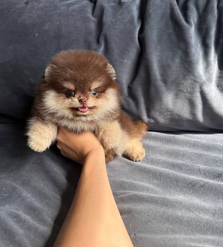 Playful Pomeranian puppy showing its energy during an indoor play session
