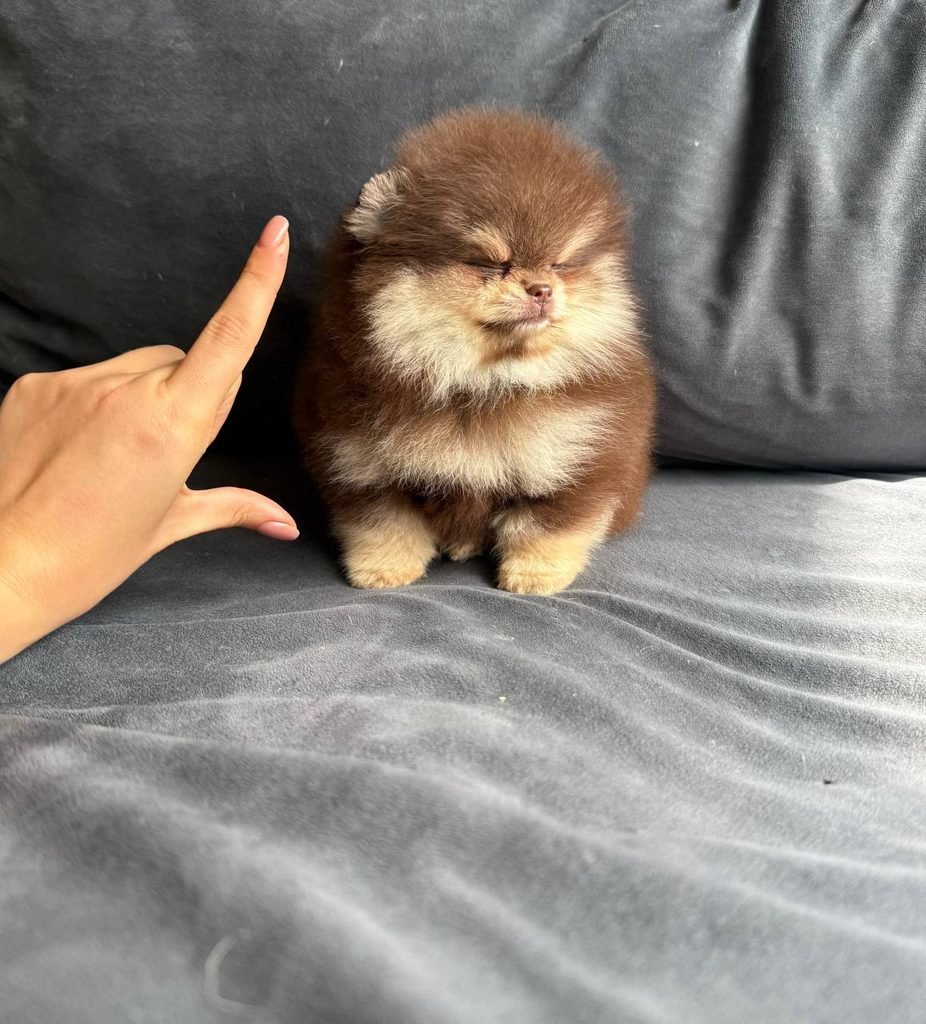 Pomeranian puppy alert and barking during everyday home activities