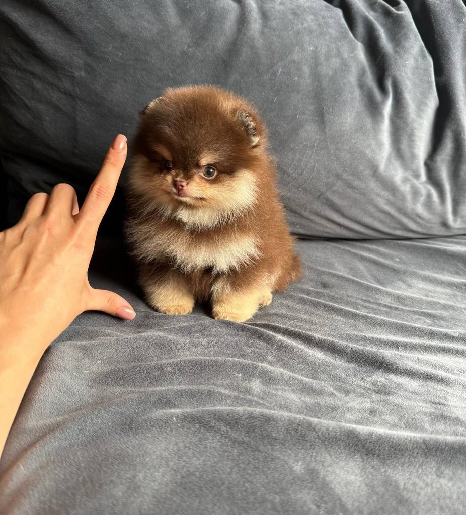 Pomeranian puppy calmly meeting a new person during socialization training